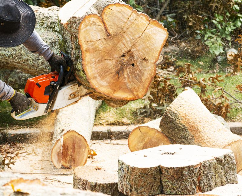 Cypress Tree Removal in Montgomery County, PA