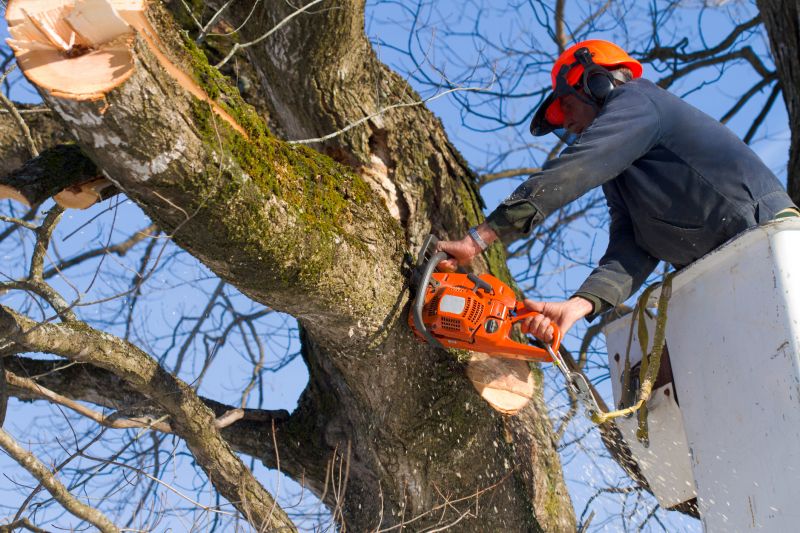Hickory Tree Removal in Allentown, PA