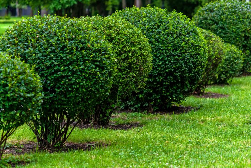 Landscape Pruning Service in Ventura County, CA