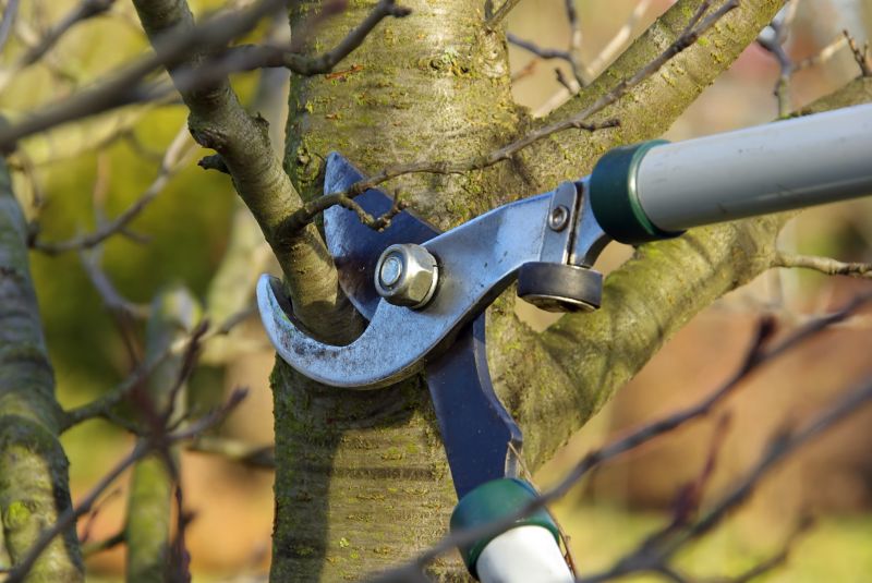 Limbs Trimming in Reno, NV