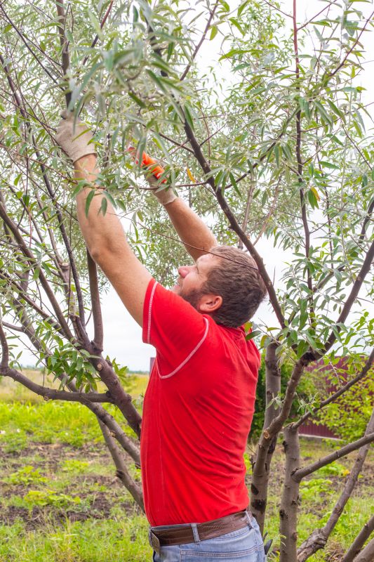 Palm Tree Pruning Costs — Cost of Palm Tree Pruning