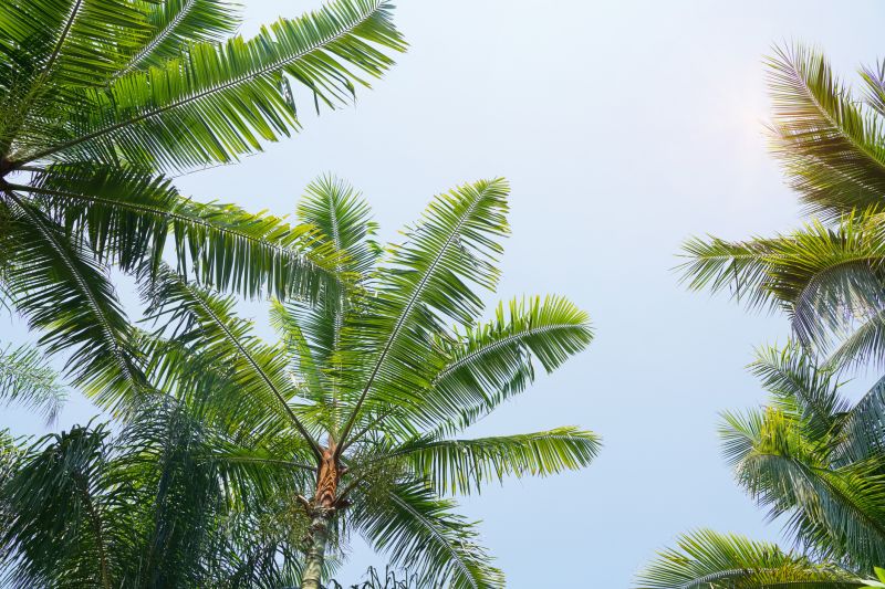 Palm Tree Pruning Costs — Cost of Palm Tree Pruning