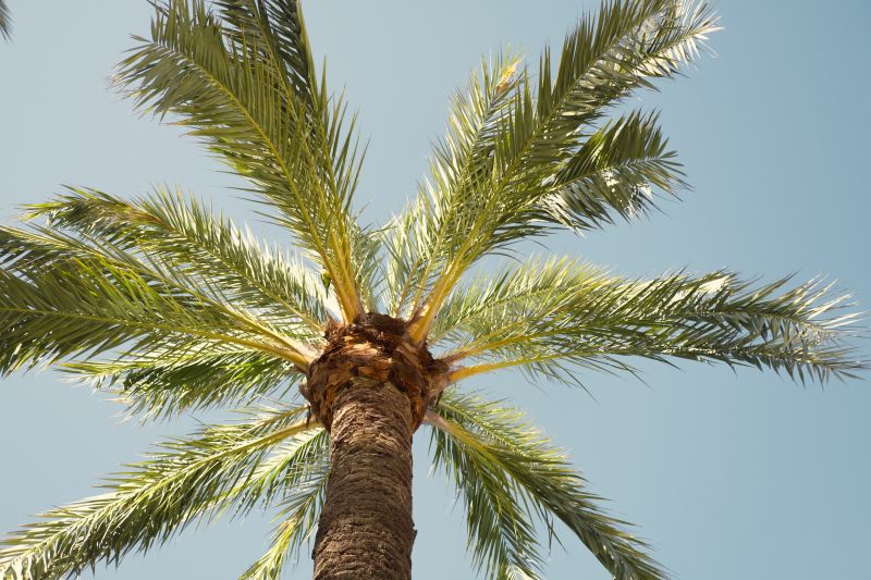 Palm Tree Pruning Costs — Cost of Palm Tree Pruning