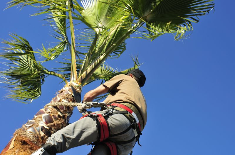 Local Palm Tree Pruning pros at work