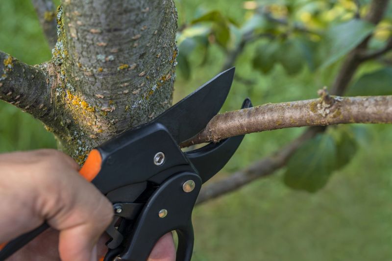 Contact About Palm Tree Pruning